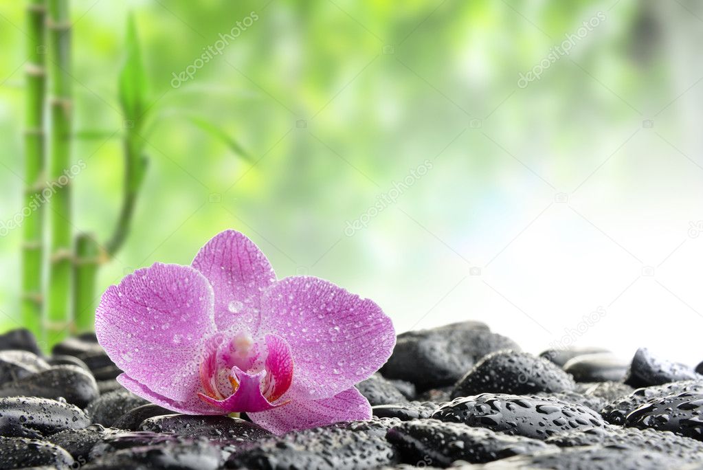 Zen stones and orchid in the water