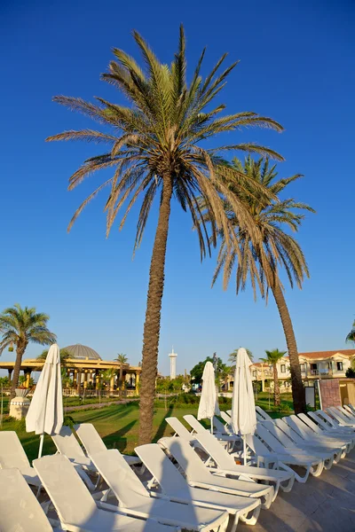 Palm Trees Oceanfront Pool Resort — Stock Photo, Image