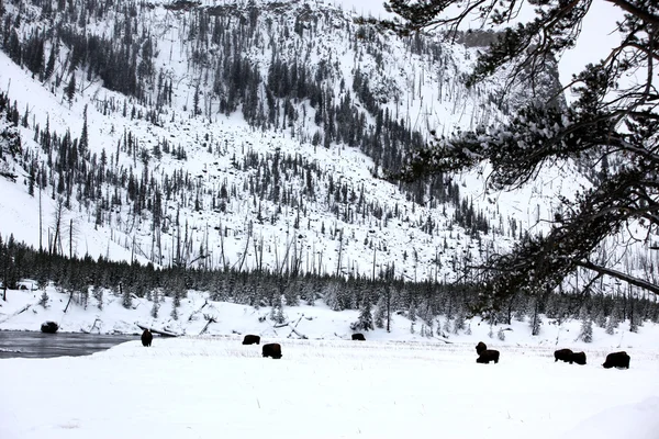 Kudde buffels in yellowstone np, Verenigde Staten — Stockfoto