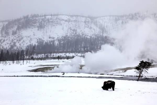 Buffalo em Yellowstone NP, EUA — Fotografia de Stock