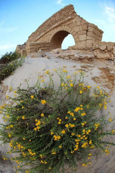 Bloemen op oude oude Romeinse aquaduct in Caesarea bij de kust-o — Stockfoto