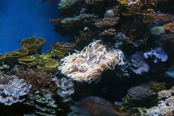 Recifes de coral em alto mar — Fotografia de Stock