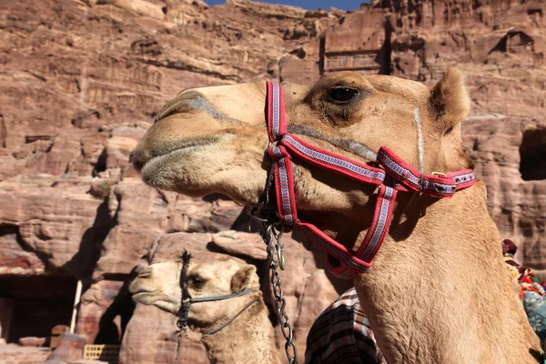 Camels in Petra - Nabataeans capital city ( Al Khazneh ) , Jorda — Stock Photo, Image
