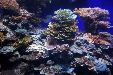 derin deniz mercan resifi