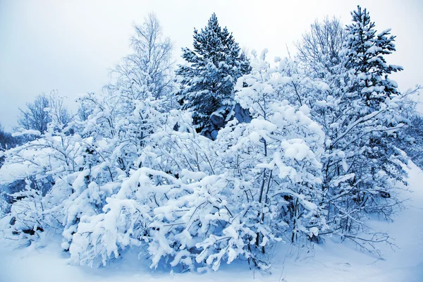 Pokryte drzewami w śniegu w lesie zimą — Zdjęcie stockowe