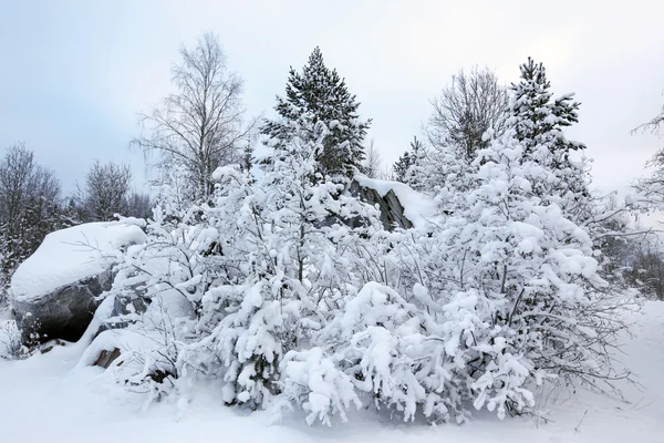 Kapalı kar kış orman ağaçlarında — Stok fotoğraf