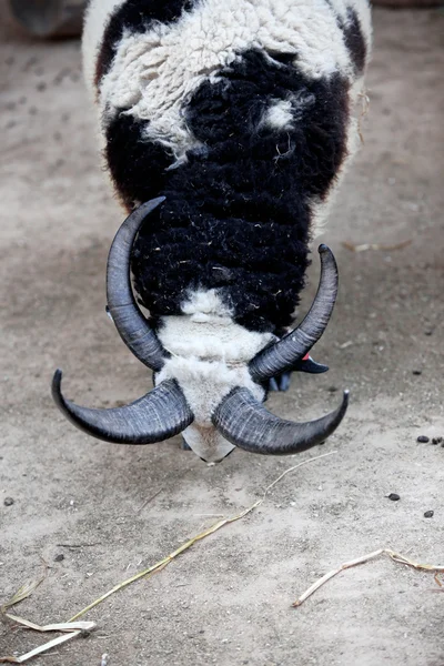 Four Horns Goat — Stock Photo, Image