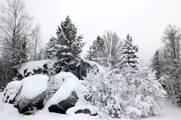 Pokryte Drzewami Śniegu Lesie Zimą — Zdjęcie stockowe