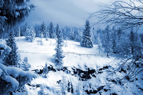 Neve coperta foresta invernale — Foto Stock