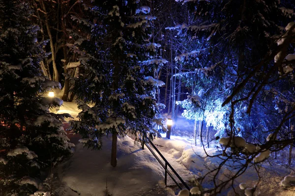 Χειμώνας Και Δέντρα Υπό Φωτισμό — Φωτογραφία Αρχείου