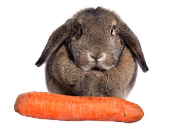 Adorable rabbit with carrot isolated on a white clipart