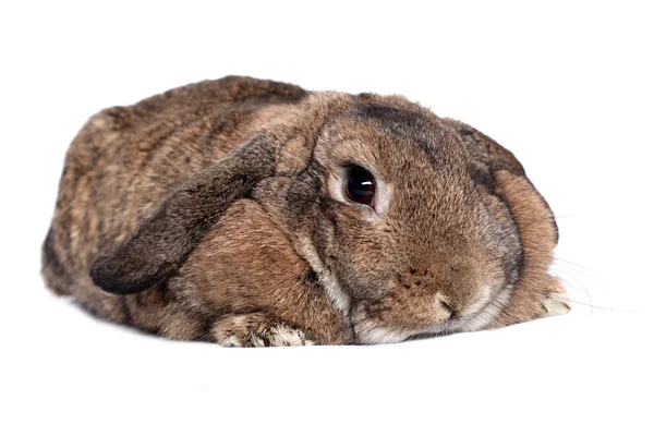 Adorable Rabbit Isolated White — Stock Photo, Image