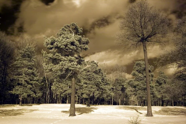 Winter Forest Met Grote Pine — Stockfoto