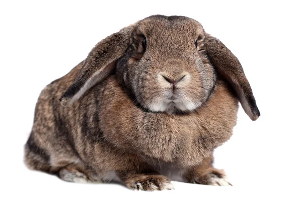 Entzückendes Kaninchen Isoliert Auf Weiß — Stockfoto