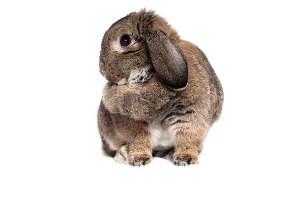 白で隔離される愛らしいウサギ — ストック写真
