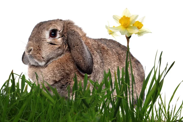 Adorable Conejo Hierba Verde Con Narcisos Primavera Amarillos Aislados Blanco — Foto de Stock