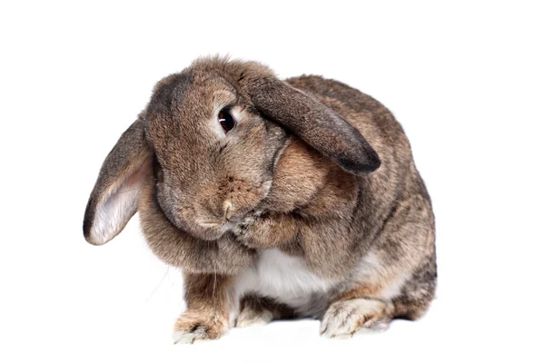 Conejo adorable aislado en blanco — Foto de Stock