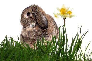 sevimli tavşan sarı bahar nergis isol ile yeşil çimen