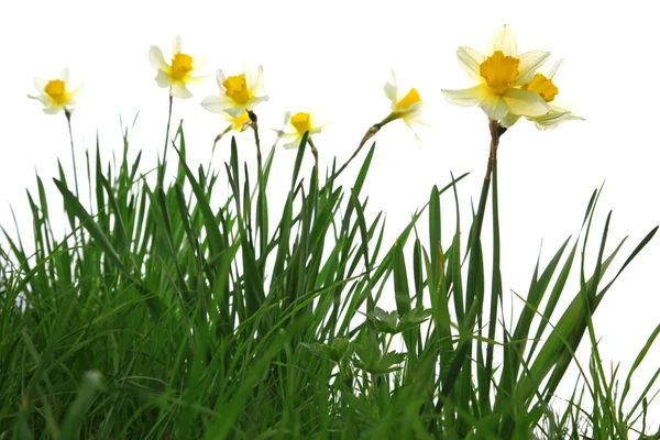 Gelbe Frühlingsnarzissen im grünen Gras isoliert auf weißem Grund — Stockfoto