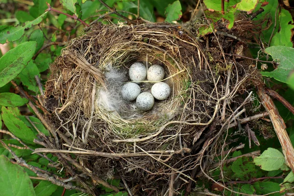Ninho de pássaros com ovos — Fotografia de Stock