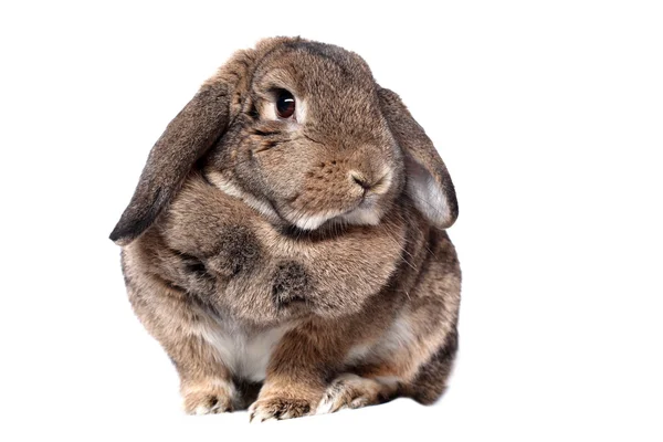 Entzückendes Kaninchen isoliert auf weiß — Stockfoto
