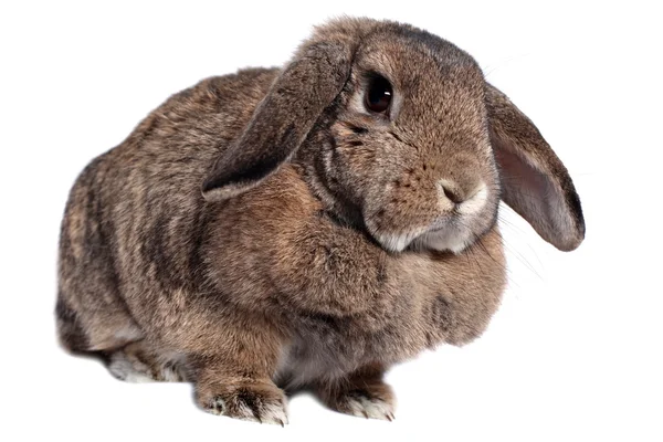 Entzückendes Kaninchen isoliert auf einem weißen — Stockfoto