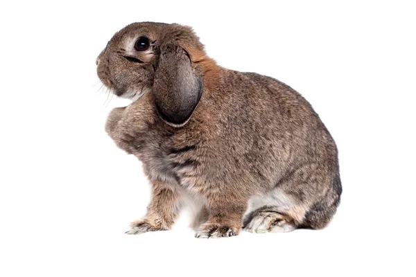 Entzückendes Kaninchen isoliert auf weiß — Stockfoto
