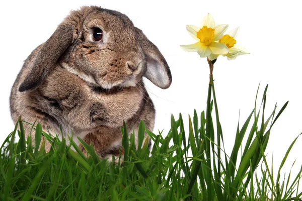 Adorable conejo en hierba verde con narcisos amarillos de primavera isol — Foto de Stock