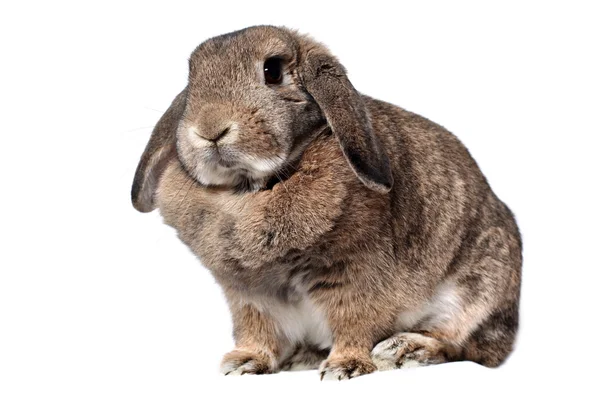 Ładny królik na białym tle — Zdjęcie stockowe