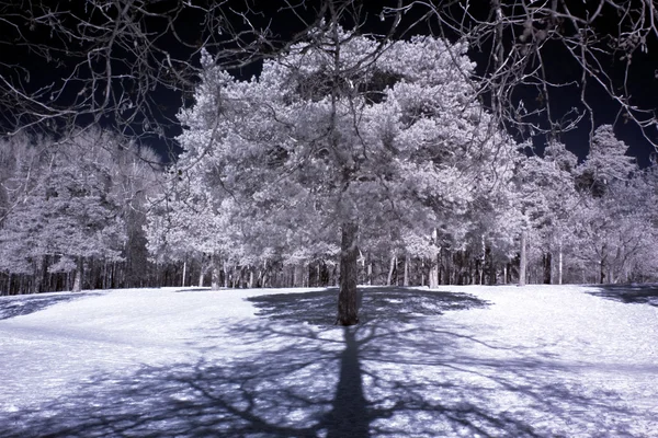 Drzewa zimą — Zdjęcie stockowe
