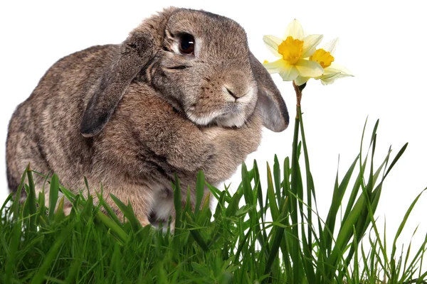 Adorable conejo en hierba verde con narcisos amarillos de primavera isol — Foto de Stock