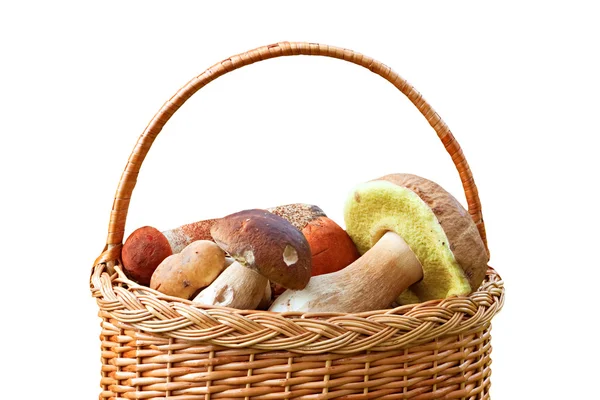 Cogumelos em uma cesta. — Fotografia de Stock