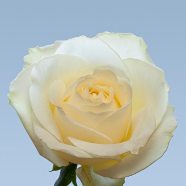 Rose. clipart