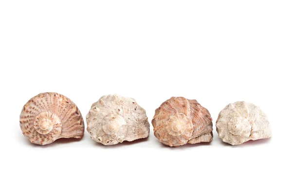 Vier Muscheln. — Stockfoto