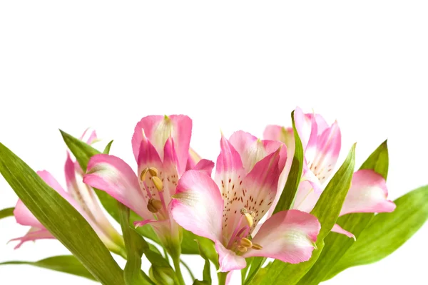 stock image Alstromeria