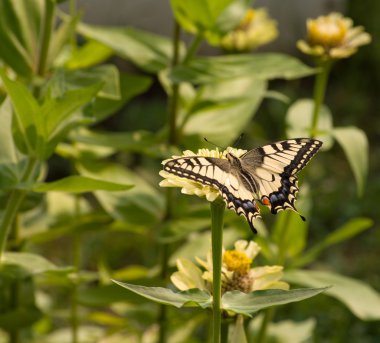 Machaon.