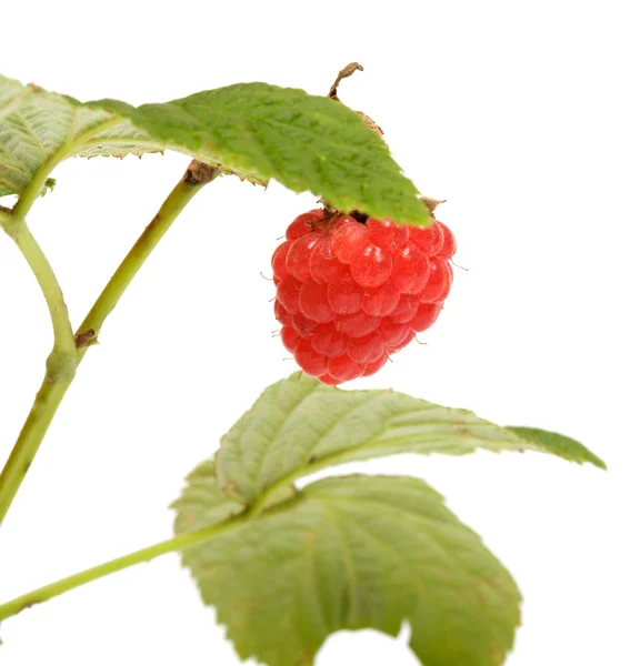 Raspberry-cane. — Stock Photo, Image