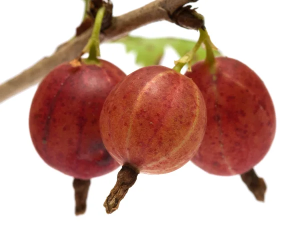 Bacche di uva spina . — Foto Stock