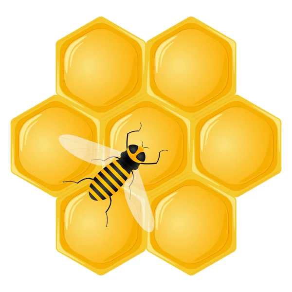 Honeycomb a včela — Stockový vektor