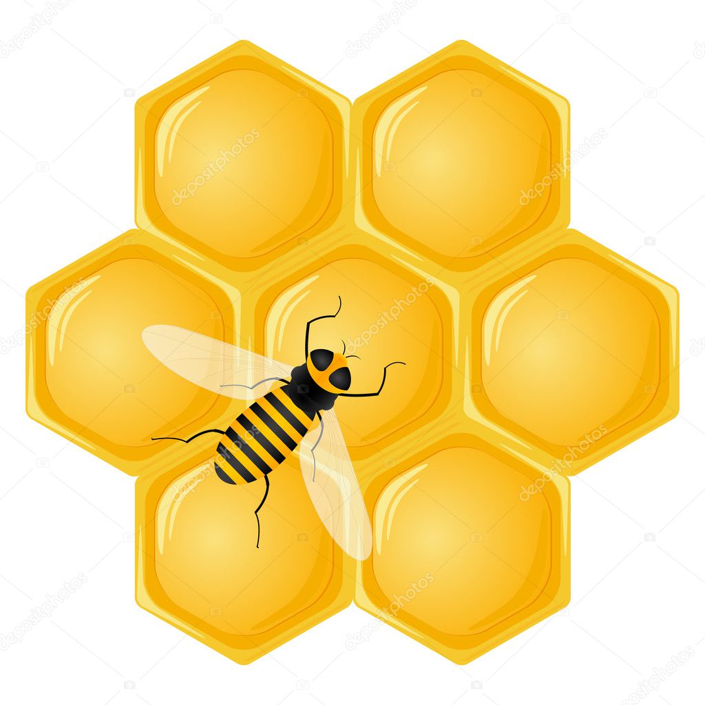 Honeycomb and bee