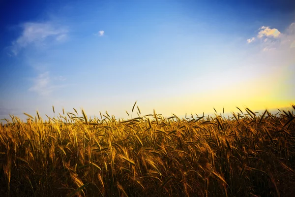 Gün batımında buğday tarlası — Stok fotoğraf