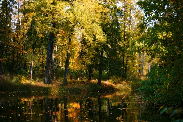 stock image River in autumn forest