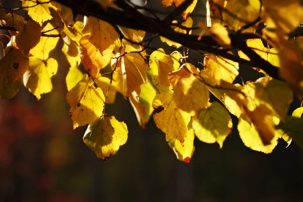 Outono folhas de álamo — Fotografia de Stock