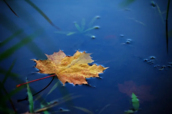 Maple leaf on water — Stock Photo, Image