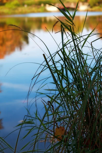 Трава у озера — стоковое фото