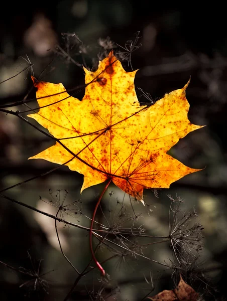 Autumn mapple leaf — Stock Photo, Image