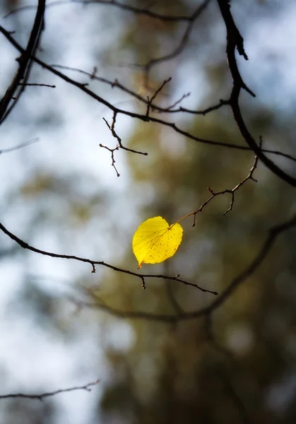 Solitario autunno foglia — Foto Stock