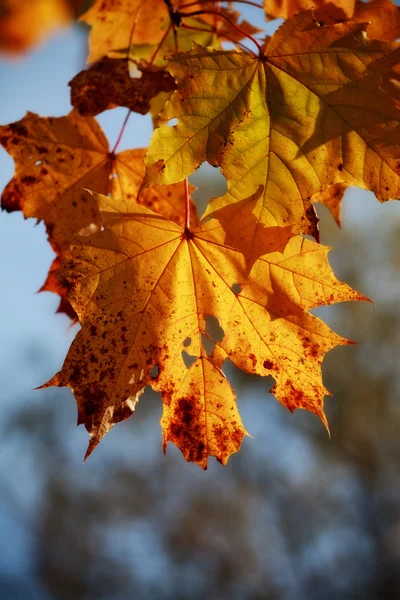 단풍나무 잎 — 스톡 사진