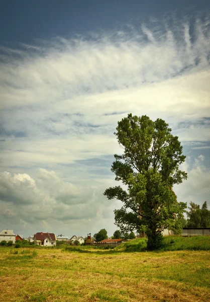 Krajina s velkým stromem — Stock fotografie