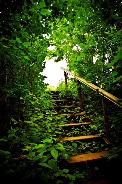 Staircase in a thicket — Stock Photo, Image